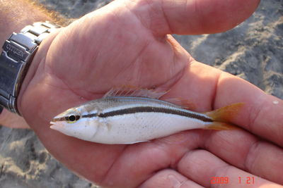 Western Australian Butter Fish_400.JPG